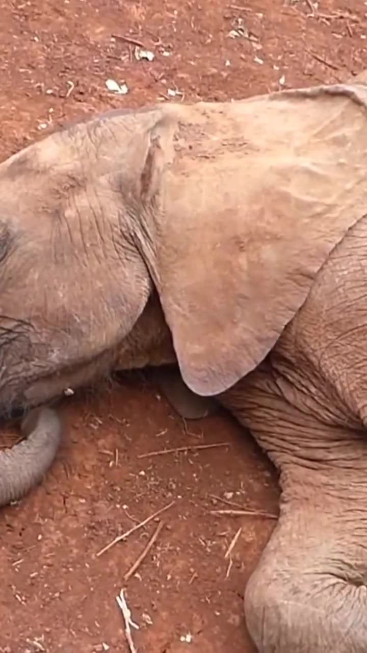Sample entry: African elephant, savanna
